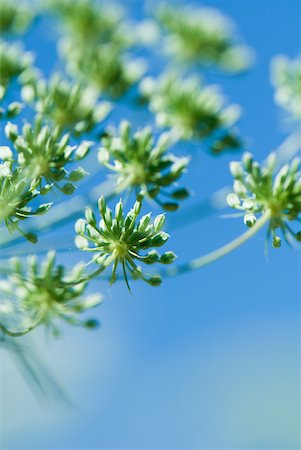 dill - Dill Stock Photo - Premium Royalty-Free, Code: 633-02065737