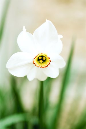 daffodil flower - Narcissus flower Stock Photo - Premium Royalty-Free, Code: 633-02065749