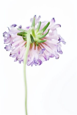scabious - Scabiosa flower, rear view Stock Photo - Premium Royalty-Free, Code: 633-02065756