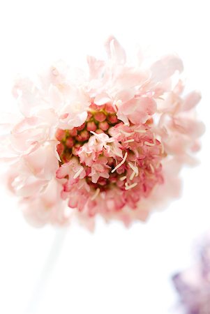 simsearch:633-02231798,k - Pink scabiosa flower in bloom Stock Photo - Premium Royalty-Free, Code: 633-02065758