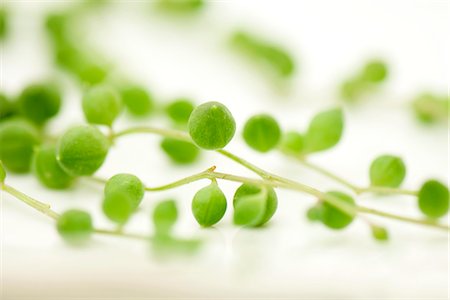 Collier de perles végétales (Senecio rowleyanus), très gros plan Photographie de stock - Premium Libres de Droits, Code: 633-02065790