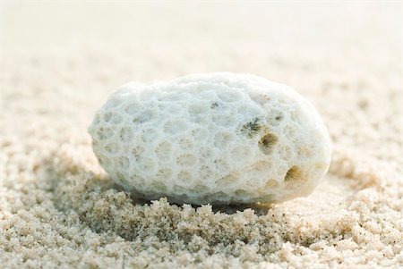 simsearch:633-02345735,k - Coral on sand, close-up Foto de stock - Royalty Free Premium, Número: 633-02065832