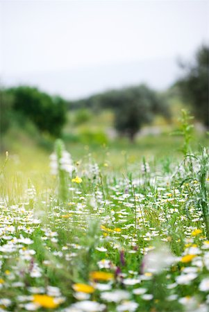 spesso - Wildflowers growing in rural field Fotografie stock - Premium Royalty-Free, Codice: 633-02065954