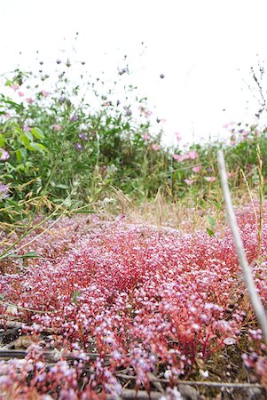 Pink wildflowers growing in field Stock Photo - Premium Royalty-Free, Code: 633-02065957