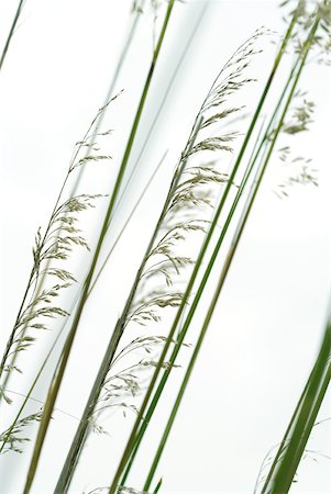 Tall grass, close-up Stock Photo - Premium Royalty-Free, Code: 633-02065958