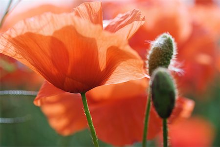 red poppies - Red poppies, close-up Stock Photo - Premium Royalty-Free, Code: 633-02065966