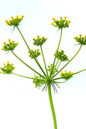 dill - Wildflower, close-up Stock Photo - Premium Royalty-Free, Code: 633-02065960