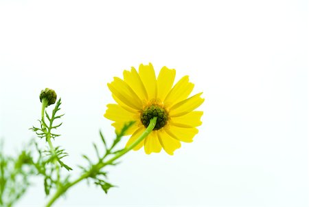 stalk - Crown daisy, low angle view Stock Photo - Premium Royalty-Free, Code: 633-02065961