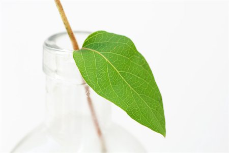 Feuille et verre bouteille, gros plan Photographie de stock - Premium Libres de Droits, Code: 633-02066018