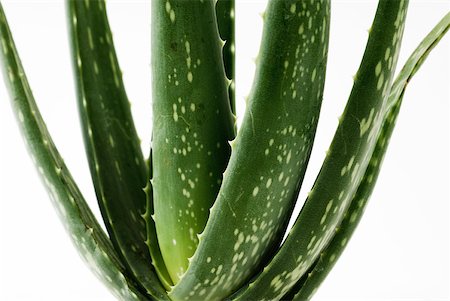 skincare leaf - Aloe vera plant, close-up Stock Photo - Premium Royalty-Free, Code: 633-02066012