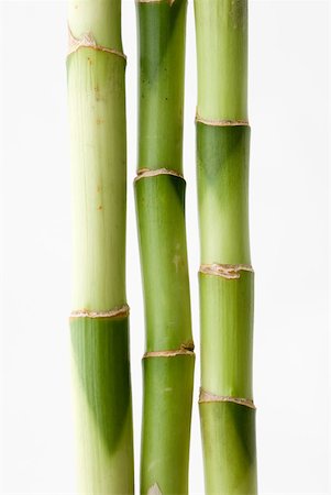 simsearch:633-01275053,k - Bamboo, close-up Stock Photo - Premium Royalty-Free, Code: 633-02066023