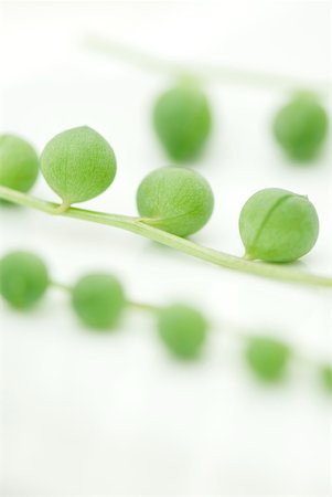 simsearch:632-03898173,k - Strand-of-beads plant (senecio rowleyanus), close-up Stock Photo - Premium Royalty-Free, Code: 633-02128736