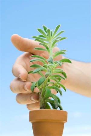 simsearch:633-05402103,k - Hand touching succulent plant Foto de stock - Sin royalties Premium, Código: 633-02128731