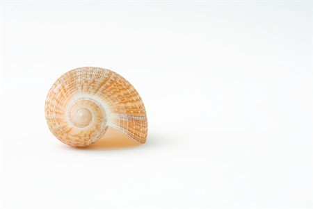 spiral nature - Seashell, close-up Stock Photo - Premium Royalty-Free, Code: 633-02231630