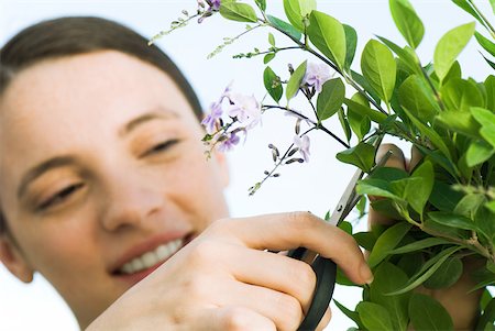 simsearch:695-03380010,k - Young woman cutting off sprig of flowers Stock Photo - Premium Royalty-Free, Code: 633-02231739