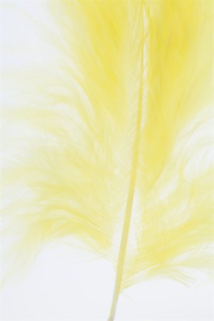 feathers studio - Yellow feather, close-up, cropped view Foto de stock - Sin royalties Premium, Código: 633-02231800