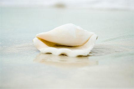 simsearch:633-02345735,k - Conch shell on beach, close-up Foto de stock - Royalty Free Premium, Número: 633-02345755