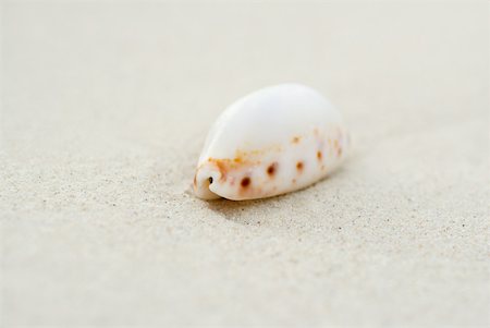simsearch:633-02044547,k - Seashell on sand, close-up Foto de stock - Sin royalties Premium, Código: 633-02345757