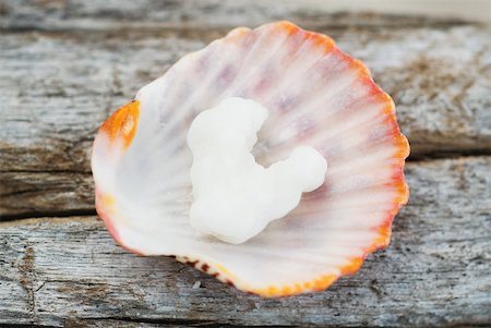 driftwood - Piece of coral in seashell on top of wood Stock Photo - Premium Royalty-Free, Code: 633-02345768