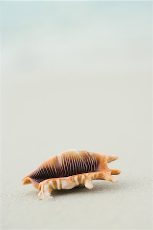 Colorful seashell on sand, close-up Foto de stock - Sin royalties Premium, Código: 633-02345761
