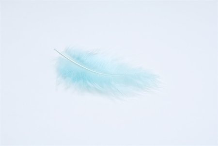 soft pastel - Blue feather, close-up Stock Photo - Premium Royalty-Free, Code: 633-02345809
