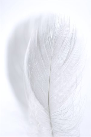pluma - Feather, close-up Foto de stock - Sin royalties Premium, Código: 633-02345813