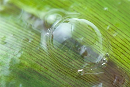 skincare leaf - Bubble on aloe vera plant covered in gel Stock Photo - Premium Royalty-Free, Code: 633-02345842