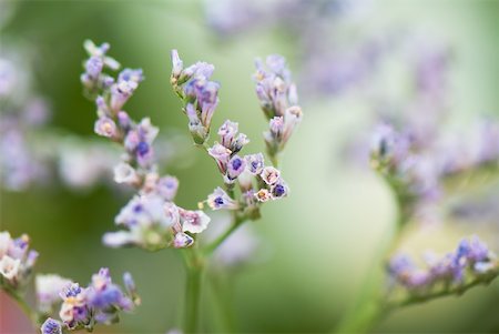 simsearch:633-01573498,k - Close-up of tiny purple flower buds, selective focus Foto de stock - Sin royalties Premium, Código: 633-02345884