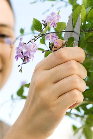 potare - Young woman using pruning shears to clip blossoms from flowering tree Fotografie stock - Premium Royalty-Free, Codice: 633-02345888