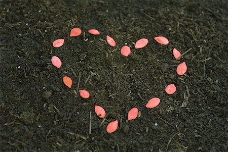 soil and seed - Red seeds arranged in shape of heart atop soil Stock Photo - Premium Royalty-Free, Code: 633-02345897