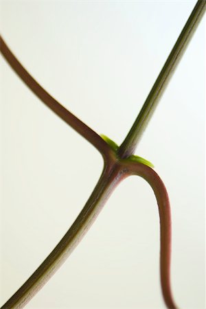 stem (botanical) - Close-up of stem node with tiny leaf buds Stock Photo - Premium Royalty-Free, Code: 633-02417428