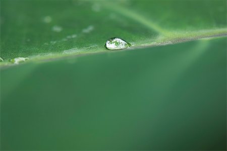 regentropfen - Tau-Tropfen auf Blatt, Nahaufnahme Stockbilder - Premium RF Lizenzfrei, Bildnummer: 633-02417434