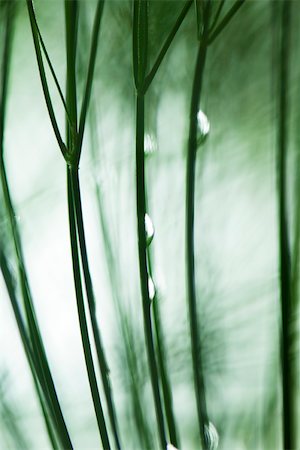 rain drop - Dew drops on stems, backlit Stock Photo - Premium Royalty-Free, Code: 633-02417437