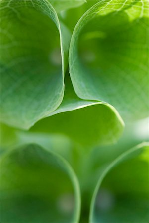 Bell shaped leaves, extreme close-up Stock Photo - Premium Royalty-Free, Code: 633-02417444