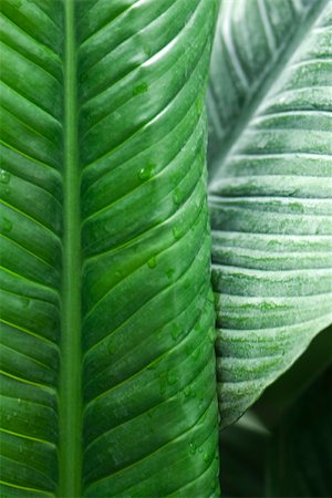 simsearch:632-03898173,k - Banana leaves with droplets of dew, close-up Stock Photo - Premium Royalty-Free, Code: 633-02417447