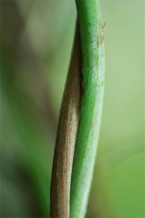 pflanzenstengel - Tiges entrelacées, gros plan Photographie de stock - Premium Libres de Droits, Code: 633-02417454