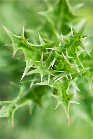 Plant with prickly foliage, close-up Stock Photo - Premium Royalty-Free, Code: 633-02417459