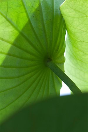 stem (botanical) - Underside of nasturtium plant, close-up Stock Photo - Premium Royalty-Free, Code: 633-02417461