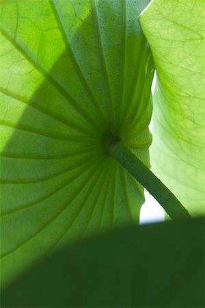 Underside of nasturtium plant, close-up Stock Photo - Premium Royalty-Free, Code: 633-02417461