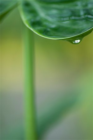 simsearch:633-02417499,k - Water droplet on leaf, close-up Stock Photo - Premium Royalty-Free, Code: 633-02417463