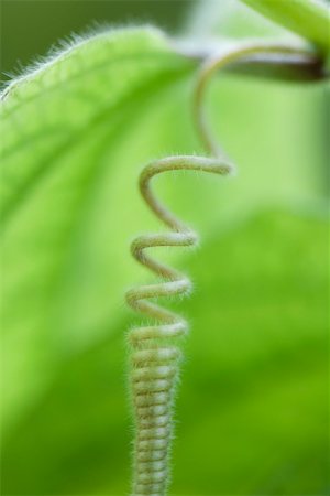 spiral - Coiled vine tendril, close-up Stock Photo - Premium Royalty-Free, Code: 633-02417474