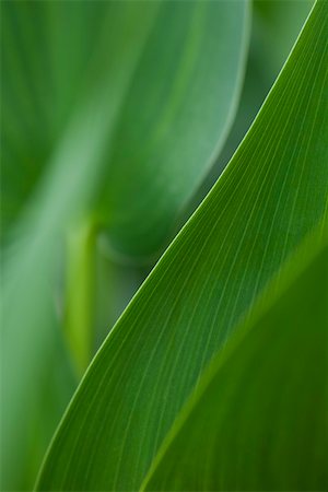 Green foliage, close-up Foto de stock - Sin royalties Premium, Código: 633-02417473