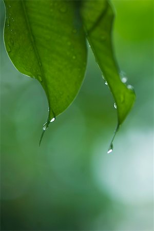 simsearch:633-02417427,k - Raindrops on leaves, close-up Foto de stock - Sin royalties Premium, Código: 633-02417491