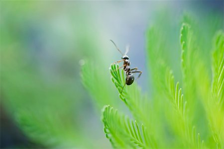 Argentine ant perched atop conifer branch Stock Photo - Premium Royalty-Free, Code: 633-02417518