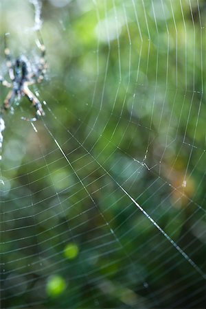 Grande toile d'araignée araignée en attente dans le centre Photographie de stock - Premium Libres de Droits, Code: 633-02417526