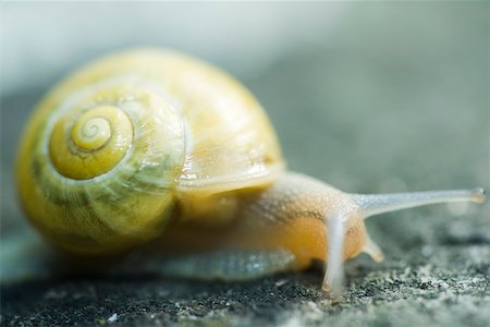 White-lipped snail (cepaea hortensis) Stock Photo - Premium Royalty-Free, Code: 633-02417534