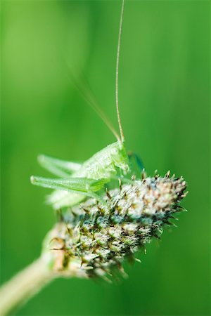 Speckled Bush Cricket nymph perched atop bare thistle Stock Photo - Premium Royalty-Free, Code: 633-02417559