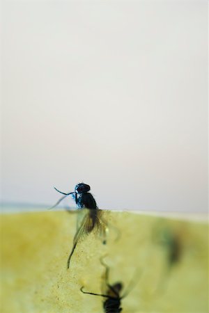 fly (insect) - Flies stuck in liquid, close-up Stock Photo - Premium Royalty-Free, Code: 633-02417574
