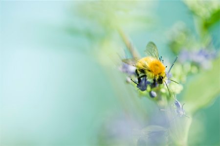 symbiosis - Bumblebee gathering pollen Stock Photo - Premium Royalty-Free, Code: 633-02417576