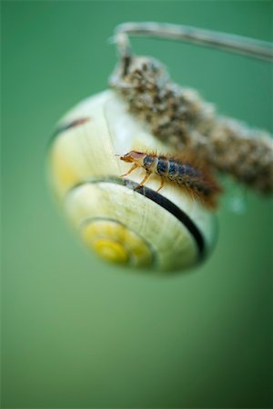 simsearch:633-01572390,k - White-lipped snail with insect crawling on its shell Foto de stock - Sin royalties Premium, Código: 633-02417572